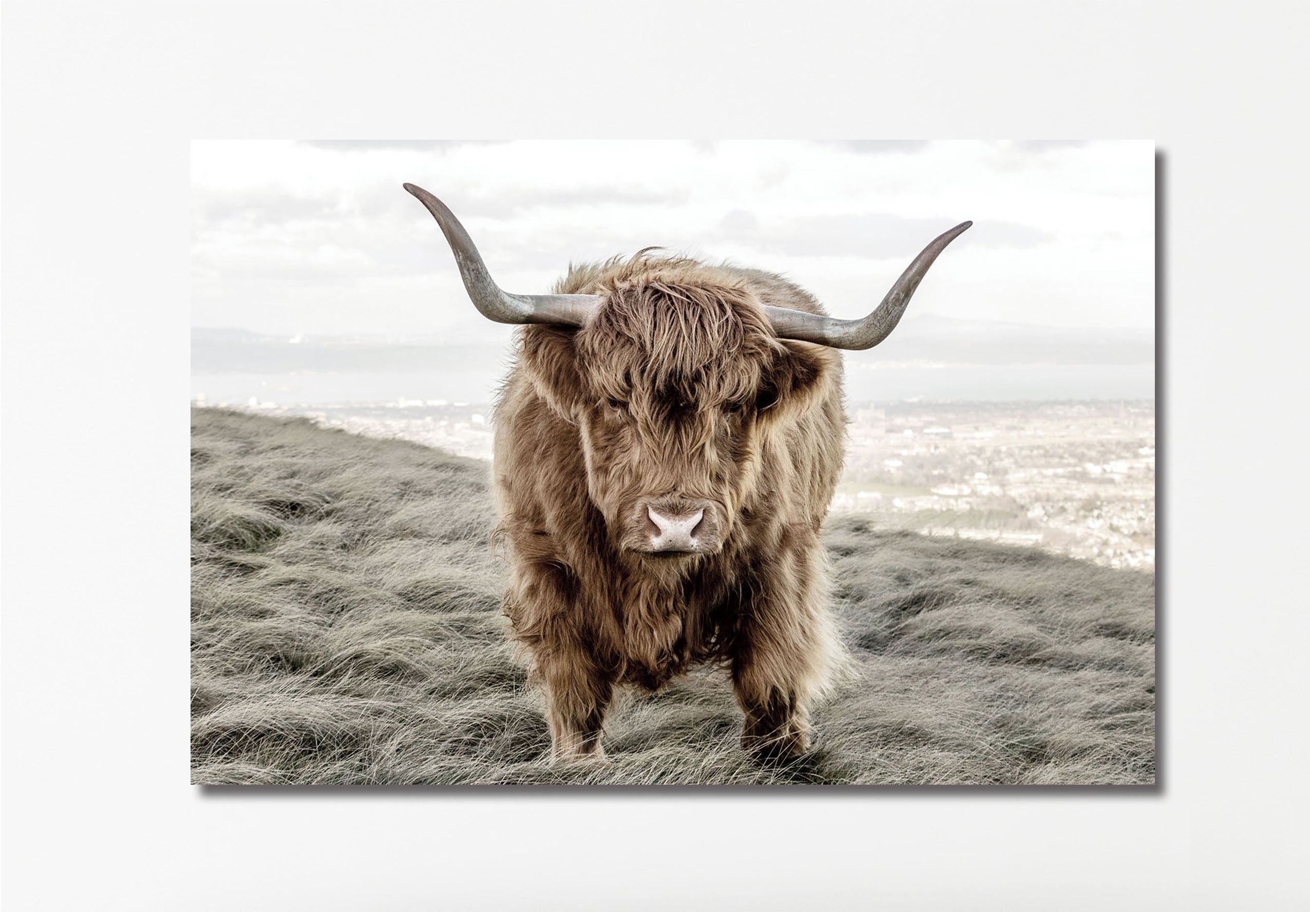 Highland Cattle (150*100)