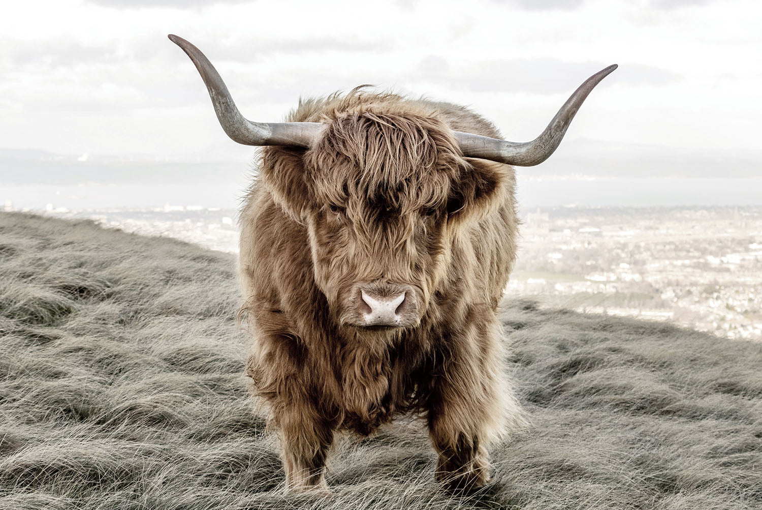 Highland Cattle (150*100)